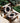 Sealed Teak / Atacama Pattern