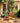 Sealed Teak