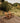 Sealed Teak